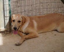 FANNY, Hund, Mischlingshund in Weilburg - Bild 8
