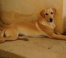 FANNY, Hund, Mischlingshund in Weilburg - Bild 9