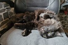 FLUFFY, Katze, Maine Coon-Mix in Utzerath - Bild 5