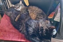 FLUFFY, Katze, Maine Coon-Mix in Utzerath - Bild 7