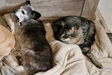 FLUFFY, Katze, Maine Coon-Mix in Utzerath - Bild 8