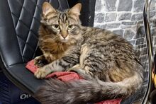 FLUFFY, Katze, Maine Coon-Mix in Utzerath - Bild 9