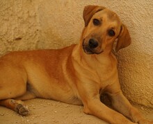 FIAMMA, Hund, Mischlingshund in Italien - Bild 11