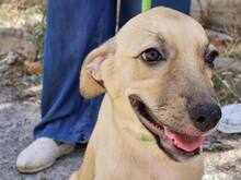 FIAMMA, Hund, Mischlingshund in Italien - Bild 21