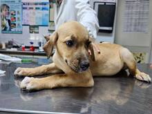 FIAMMA, Hund, Mischlingshund in Italien - Bild 38