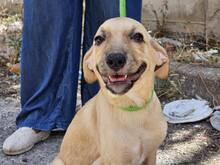 FIAMMA, Hund, Mischlingshund in Italien - Bild 39