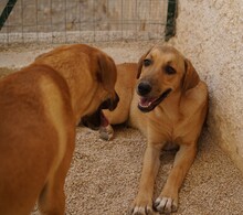 FIAMMA, Hund, Mischlingshund in Italien - Bild 4