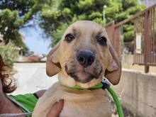 FIAMMA, Hund, Mischlingshund in Italien - Bild 40