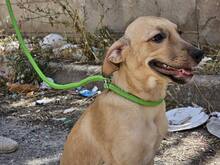 FIAMMA, Hund, Mischlingshund in Italien - Bild 41