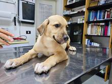 FIAMMA, Hund, Mischlingshund in Italien - Bild 43