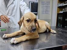 FIAMMA, Hund, Mischlingshund in Italien - Bild 44