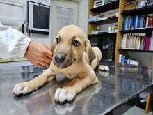 FIAMMA, Hund, Mischlingshund in Italien - Bild 45