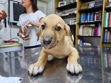 FIAMMA, Hund, Mischlingshund in Italien - Bild 46