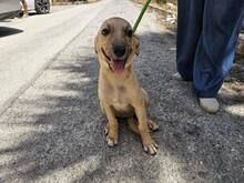 FIAMMA, Hund, Mischlingshund in Italien - Bild 47