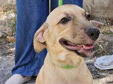 FIAMMA, Hund, Mischlingshund in Italien - Bild 48