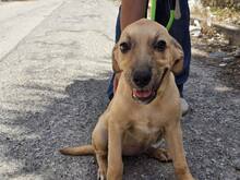 FIAMMA, Hund, Mischlingshund in Italien - Bild 49