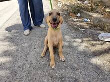 FIAMMA, Hund, Mischlingshund in Italien - Bild 50