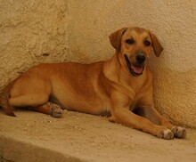 FIAMMA, Hund, Mischlingshund in Italien - Bild 8