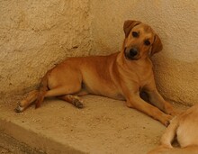 FIAMMA, Hund, Mischlingshund in Italien - Bild 9