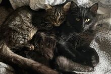 PISELLINO, Katze, Maine Coon-Mix in Utzerath - Bild 7