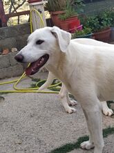 PUPA, Hund, Maremmano Abruzzese-Mix in Italien - Bild 11