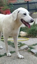 PUPA, Hund, Maremmano Abruzzese-Mix in Italien - Bild 12