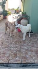 PUPA, Hund, Maremmano Abruzzese-Mix in Italien - Bild 5