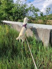 PUPA, Hund, Maremmano Abruzzese-Mix in Italien - Bild 7