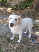 MILKA, Hund, Mischlingshund in Italien - Bild 10