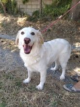 MILKA, Hund, Mischlingshund in Italien - Bild 11