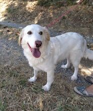 MILKA, Hund, Mischlingshund in Italien - Bild 8