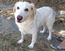MILKA, Hund, Mischlingshund in Italien - Bild 9
