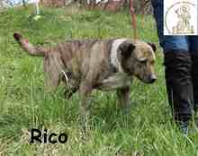 RICO, Hund, Mischlingshund in Bosnien und Herzegowina - Bild 5