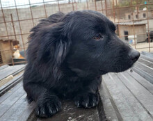 KOJI, Hund, Mischlingshund in Kroatien - Bild 10