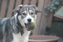 YONKA, Hund, Mischlingshund in Troisdorf - Bild 1