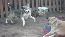 YONKA, Hund, Mischlingshund in Troisdorf - Bild 10