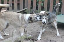 YONKA, Hund, Mischlingshund in Troisdorf - Bild 2