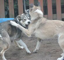 YONKA, Hund, Mischlingshund in Troisdorf - Bild 3