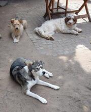 YONKA, Hund, Mischlingshund in Troisdorf - Bild 5