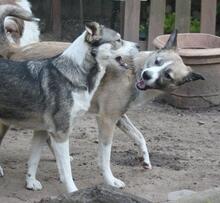 YUMI, Hund, Mischlingshund in Troisdorf - Bild 10