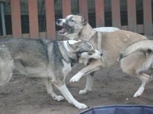 YUMI, Hund, Mischlingshund in Troisdorf - Bild 11