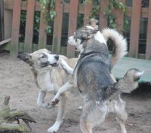 YUMI, Hund, Mischlingshund in Troisdorf - Bild 3