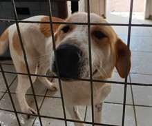 DEBBY, Hund, Mischlingshund in Griechenland - Bild 1