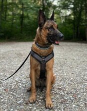 ROCKY, Hund, Malinois-Mix in Weira - Bild 1