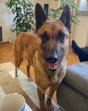 ROCKY, Hund, Malinois-Mix in Weira - Bild 10