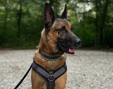 ROCKY, Hund, Malinois-Mix in Weira - Bild 2