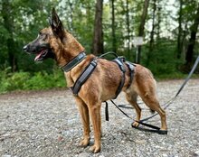 ROCKY, Hund, Malinois-Mix in Weira - Bild 3