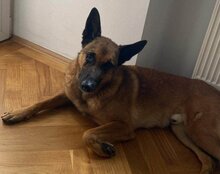 ROCKY, Hund, Malinois-Mix in Weira - Bild 5