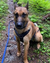 ROCKY, Hund, Malinois-Mix in Weira - Bild 6