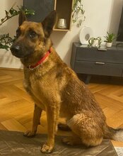 ROCKY, Hund, Malinois-Mix in Weira - Bild 7